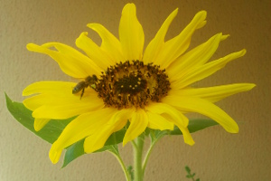 Balkonglück für Bienen: Biene auf Sonnenblume