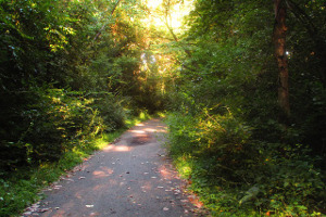 Laufen in der freien Natur entspannt