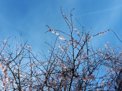 Kirschblüten