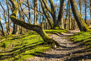 Trailrunning: Der Wald bietet eine Vielfalt an wilden Pfaden